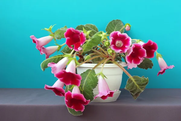 Gloxinia in a white flowerpot on a blue background. — Stock Photo, Image
