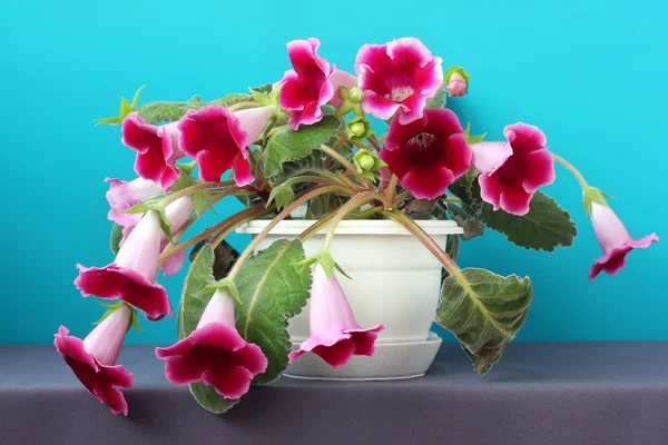 Gloxinia in a white flowerpot on a blue background. — Stock Photo, Image