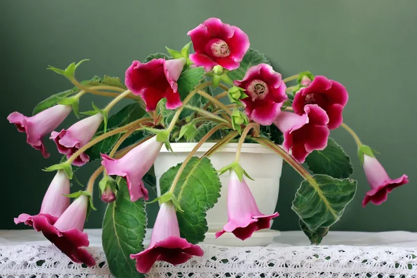 Flor de gloxinia Fotos de Stock, Flor de gloxinia Imagens sem royalties |  Depositphotos