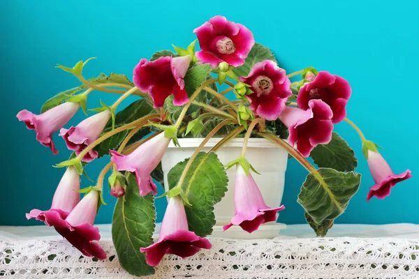 Gloxinia em um vaso branco em um fundo azul . — Fotografia de Stock