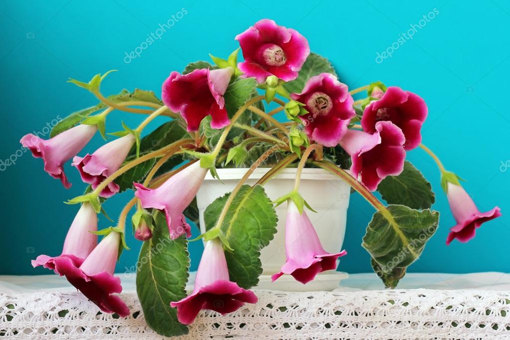 Gloxinia flower Stock Photos, Royalty Free Gloxinia flower Images |  Depositphotos