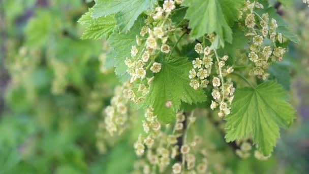 Ramo di ribes con fiori ondeggianti nel vento . — Video Stock