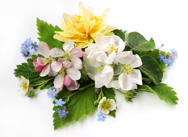 Apple blossoms, daffodils, forget-me-nots and leaves on a white — Stock Photo, Image