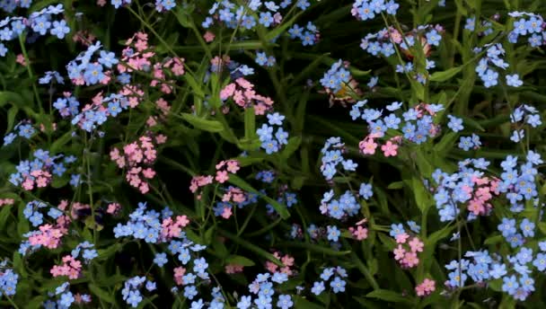 Rose et bleu oublient-moi-nots agitant dans la brise .