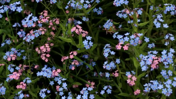 Рожевий і синій forget-me-nots махаючи в вітрі . — стокове відео