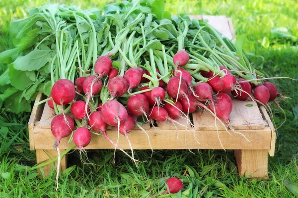 Fresh radishes with tops on the box lies on a grass background. — Stock Photo, Image