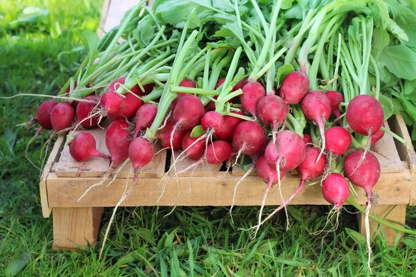 Fresh radishes with tops on the box lies on a grass background. — Stock Photo, Image