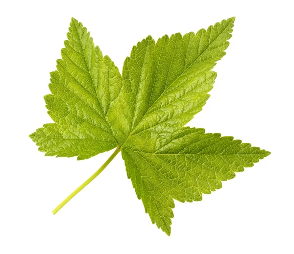 Frenk üzümü, izole taze yeşil yaprak.
