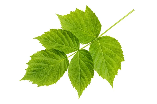 Framboesa de folha verde fresca isolada em um fundo branco . — Fotografia de Stock