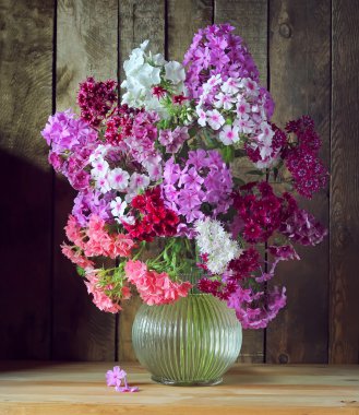 Natürmort phloxes bir buket.