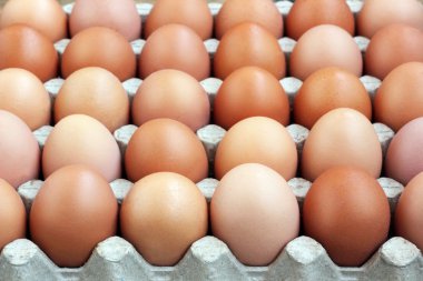 Tavuk kahverengi yumurta paket, üstten görünüm.