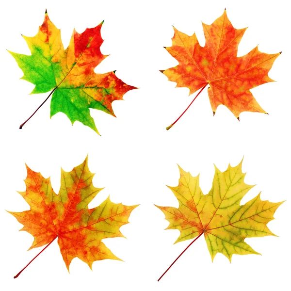 Autumn maple leaves on a white background. — Stock Photo, Image
