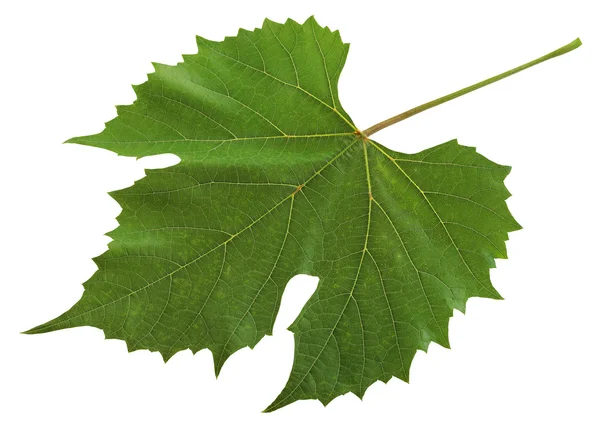 Folha verde de uva isolada sobre fundo branco . — Fotografia de Stock