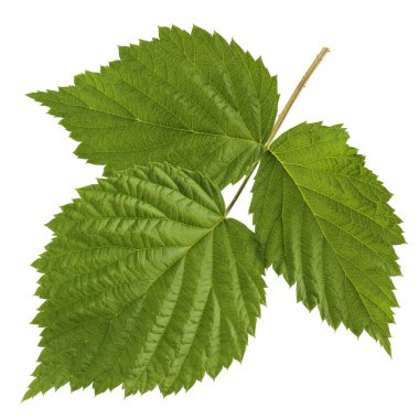 Ahududu yaprağı beyaz arkaplanda izole edildi.