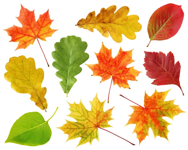 Reihe von Herbstblättern isoliert auf weißem Hintergrund. — Stockfoto