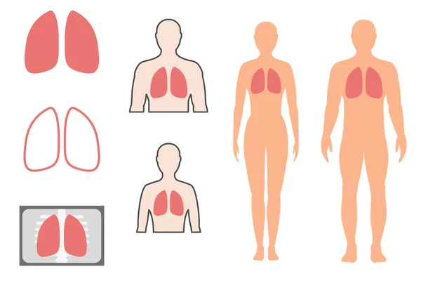 Ανθρώπινο Πνεύμονα Αρσενικό Και Θηλυκό Διανυσματική Απεικόνιση Συλλογή Εικόνων Λευκό — Διανυσματικό Αρχείο