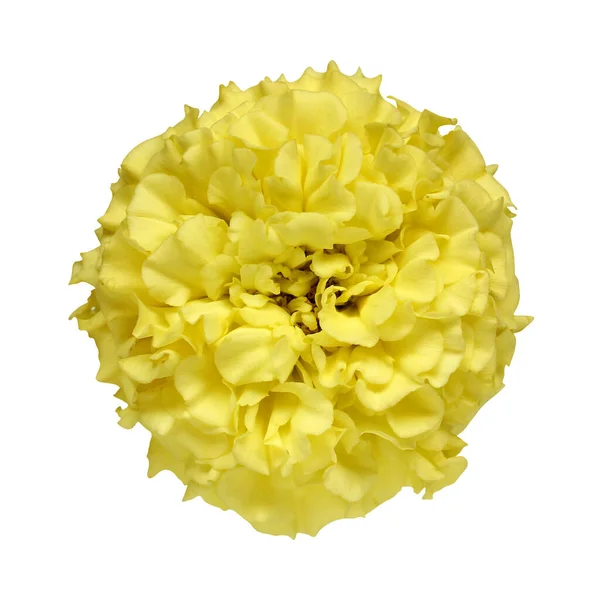 Calêndula Amarela Vista Superior Uma Flor Jardim Isolada Sobre Fundo — Fotografia de Stock