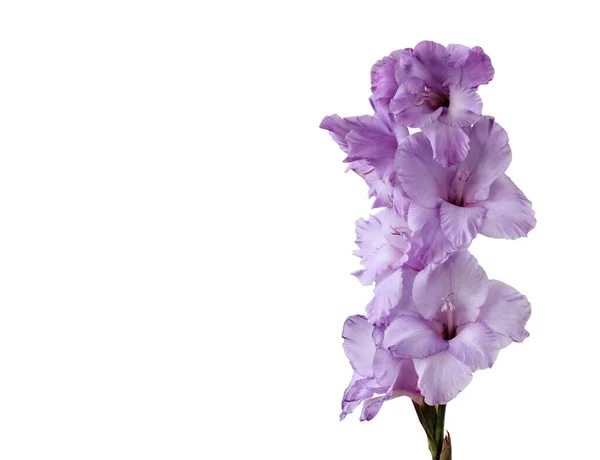 紫色のグラジオラスは白い背景に隔離されています 一つの花 コピースペース — ストック写真