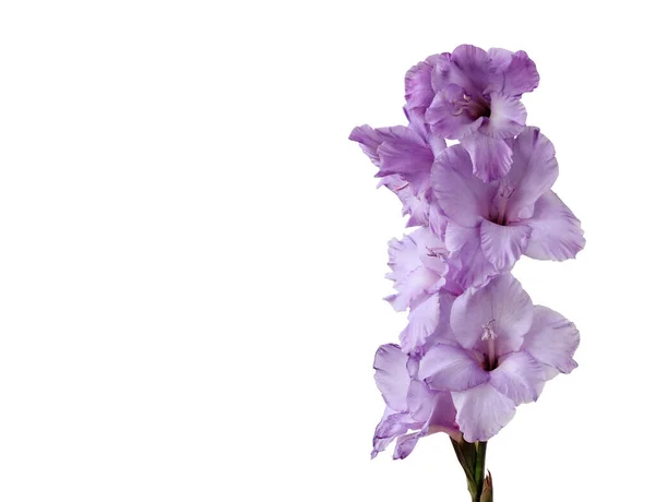 Gladiolo Viola Isolato Fondo Bianco Fiore Copia Spazio — Foto Stock