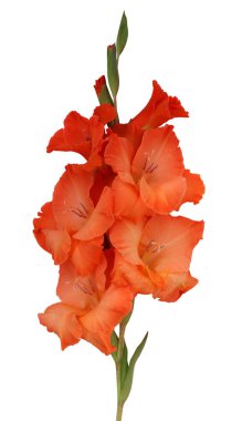 Kırmızı gladiolus. Beyaz arka planda izole edilmiş bir bahçe çiçeği..
