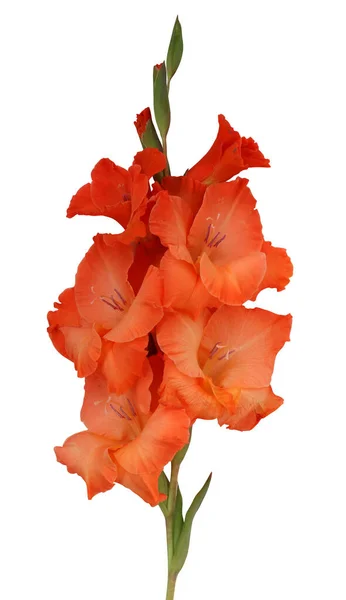 Red Gladiolus One Garden Flower Isolated White Background — Stock Photo, Image