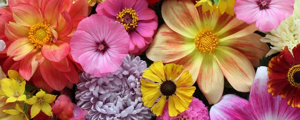Tło Kwiatów Ogrodowych Bliska Widok Góry Jasny Letni Obraz Sztandar — Zdjęcie stockowe