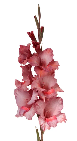 Izolált Gladiolusz Egy Poros Rózsaszín Gladiolus Izolált Fehér Alapon — Stock Fotó