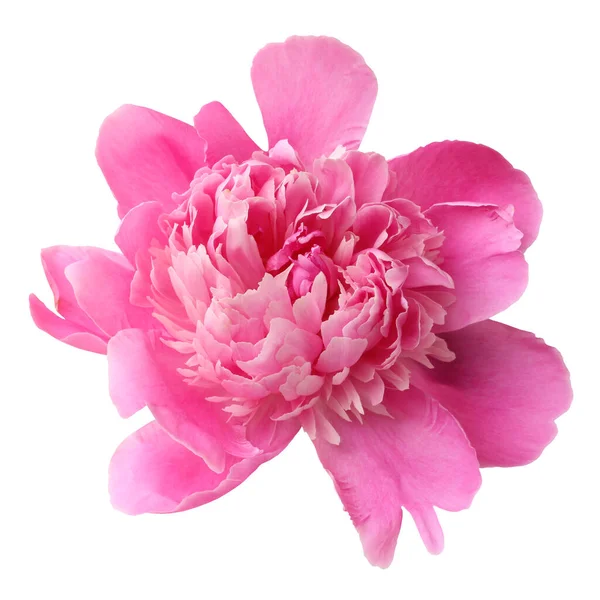 Pink Peony Isolated White Background One Garden Flower — Stock Photo, Image