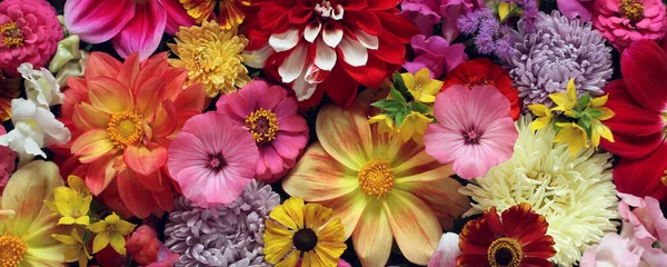Λουλούδια Στον Κήπο Φόντο Κορυφαία Θέα Φωτεινή Καλοκαιρινή Εικόνα Floral — Φωτογραφία Αρχείου