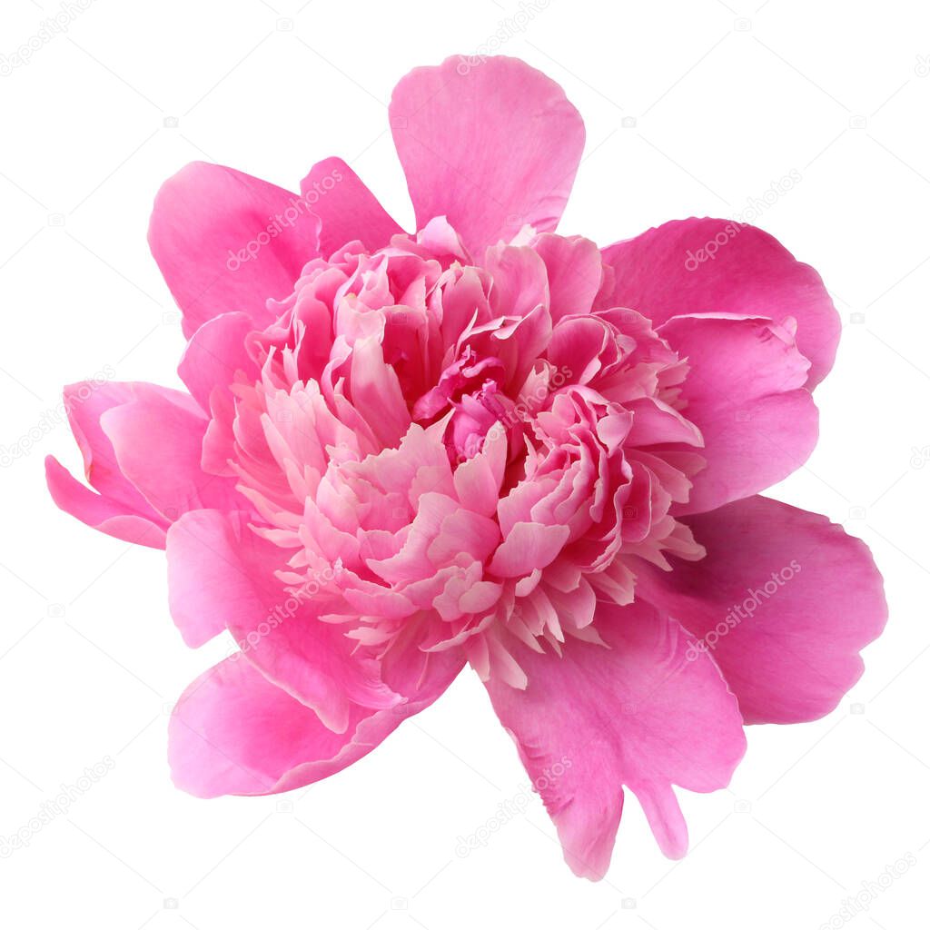 pink peony isolated on a white background. one garden flower.