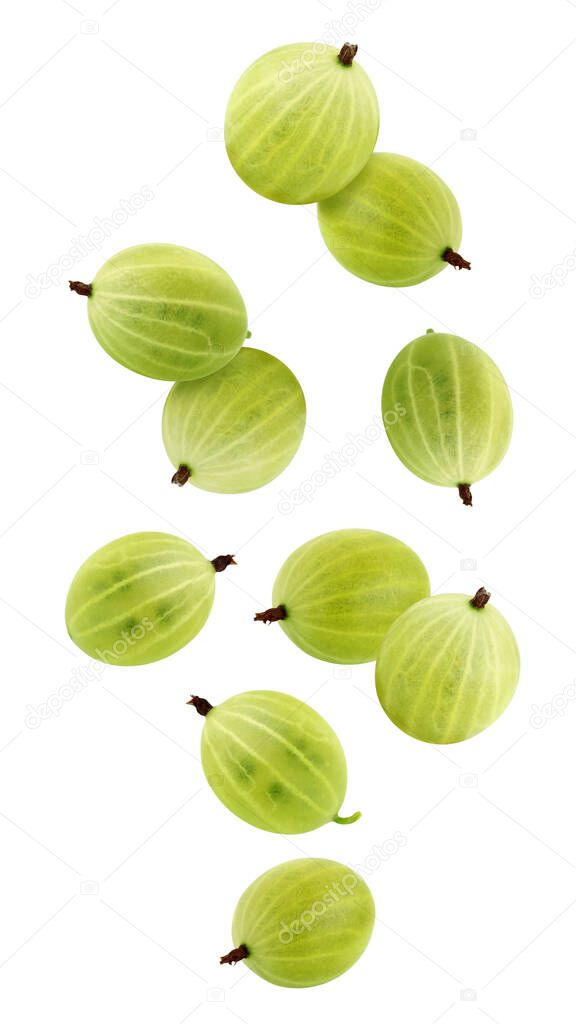 isolate falling green gooseberry. flying in the air  whole ripe berries isolated on a white background.