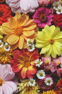 Parlak çiçekli arka plan, doğal doku. Üst Manzara. bahçe çiçekleri.