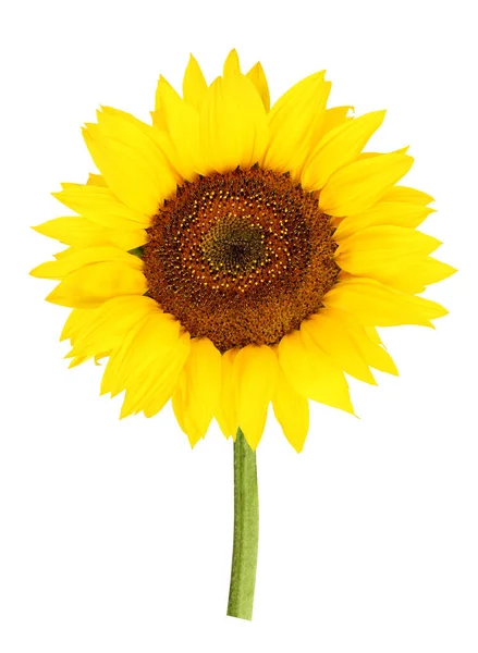 Girassol Amarelo Isolado Fundo Branco Com Caminho Recorte Uma Flor — Fotografia de Stock