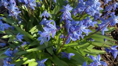 Aynasız çiçeği, mavi kar damlası. Rüzgarda sallanan çiçekler.