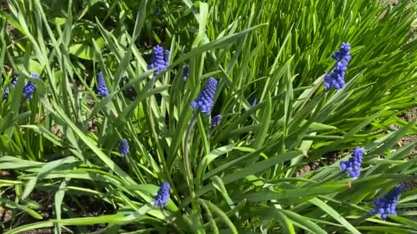 青いムスカリ春の庭の球根の花 風は植物を揺らし — ストック動画