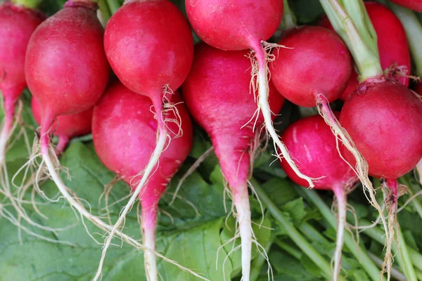 Radish Close Top View Fresh Root Vegetables Tops — Stock Photo, Image