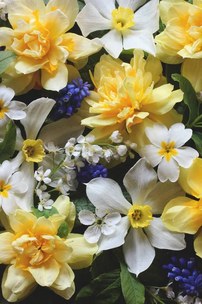 Jarní Květinové Pozadí Textura Horní Pohled Zahradní Žluté Bílé Narcisy — Stock fotografie