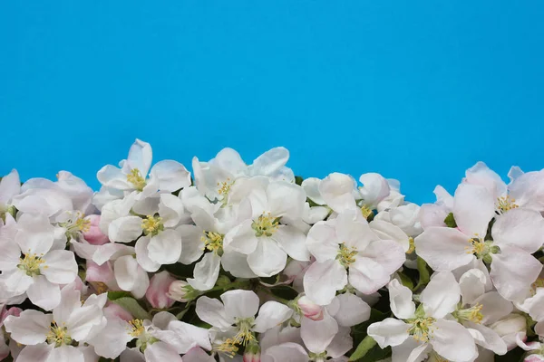 青い背景にリンゴの木の花と花のテクスチャ トップビュー 白やピンクの花弁を背景にした花序は — ストック写真