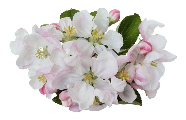 リンゴの木の花は白い背景にクリッピングパスで隔離されています 白とピンクの花弁を持つ花序 — ストック写真