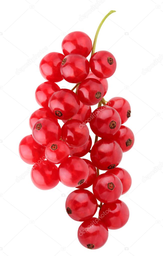red currant isolated on white background with clipping path. branch with ripe berries.