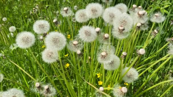 Dientes León Blancos Esponjosos Hierba Semillas Diente León Naturaleza Verano — Vídeos de Stock