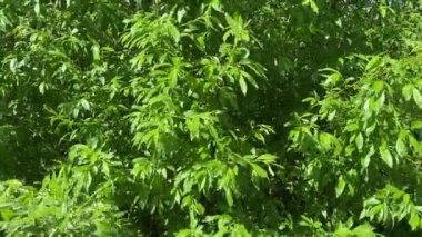 Söğüt ağacının yeşil yapraklı kalın dalları rüzgarda sallanıyor. Doğal zemin, arka plan, yazın doğa..