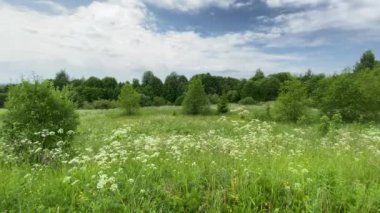Çimenlerle, çalılarla ve bulutlu havada ağaçlarla dolu yaz manzarası. Anthriscus sylvestris, yabani çiçek.