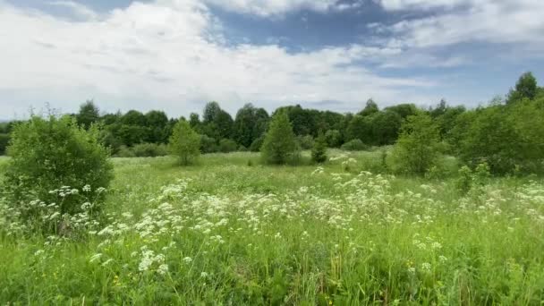 Summer Landscape Grass Bushes Trees Cloudy Weather Anthriscus Sylvestris Wild — Αρχείο Βίντεο