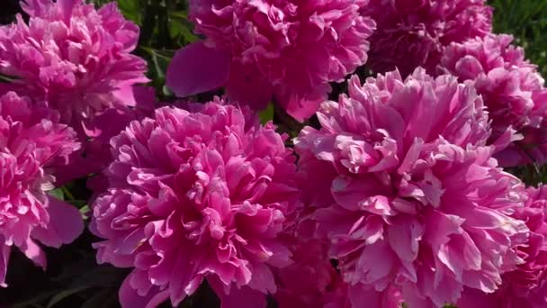 Ροζ Παιώνιος Πάνω Όψη Ανθισμένου Θάμνου Μεγάλα Λουλούδια Στον Κήπο — Αρχείο Βίντεο