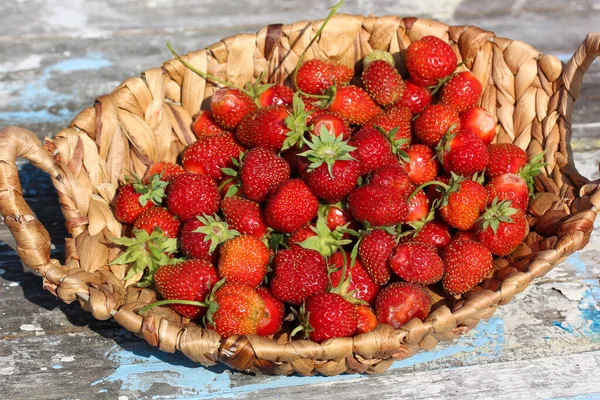 Fresas Rojas Con Hojas Cesta Bayas Jardín Primer Plano —  Fotos de Stock