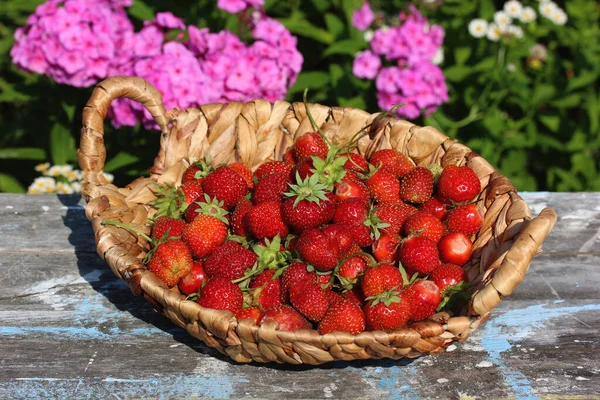 Cesta Con Fresas Rojas Maduras Sobre Mesa Aire Libre —  Fotos de Stock