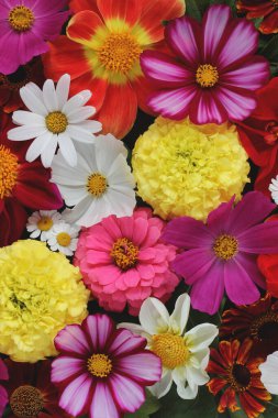 Parlak çiçekli arka plan, üst manzara. bahçe çiçekleri.