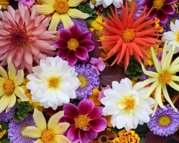 Bloemige Heldere Achtergrond Met Dahlia Asters Bovenaanzicht Een Boeket Tuinbloemen — Stockfoto