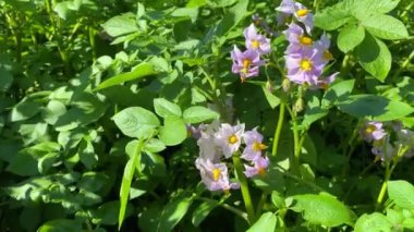Genç patates dalları ve yatağın üzerinde yeşil yapraklar ve mor çiçekler var..